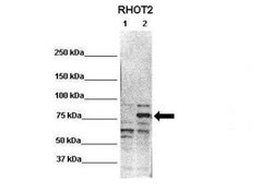 RHOT2 Antibody, Novus Biologicals 100 &mu;L; Unconjugated:Antibodies, Polyclonal